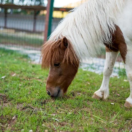 Alados Bed & Breakfast Turgutkoy