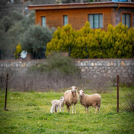 Bed & Breakfast Alados Turgutkoy