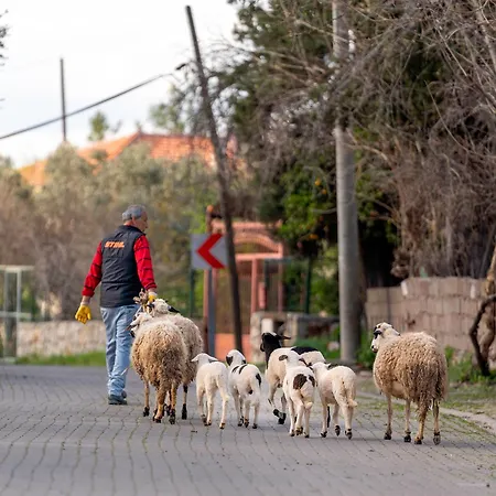 Bed & Breakfast Alados Turgutkoy