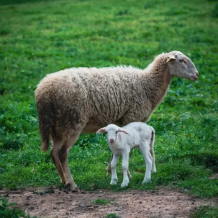 Bed & Breakfast Alados