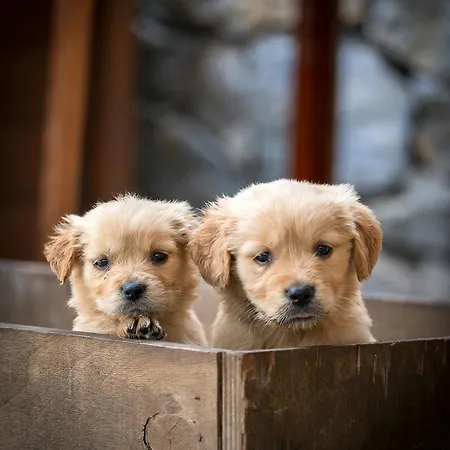 Bed & Breakfast Alados Turgutkoy