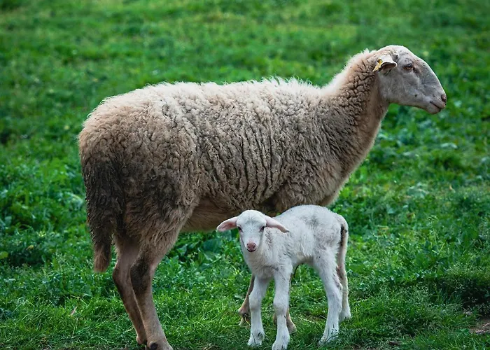 Nocleg ze śniadaniem Alados